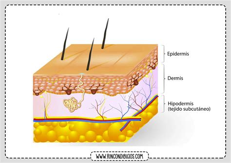 estructura de la piel-4